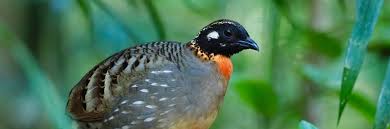 Summer Wong China Bird Tours – Expert-led birding tours throughout China