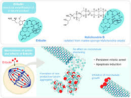 Image result for Eribulin