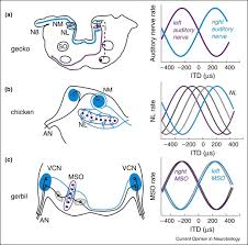 Informatii si anunturi contractare 2016. Evolutionary Trends In Directional Hearing Sciencedirect
