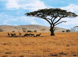 Kenia ka një vijë bregdetare 536 km të gjatë dhe vijë kufitare 3,477 km. Hotels Kenia Gunstig Buchen Dertour