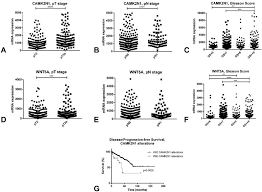 Prostate cancer staging is vital because it is used to guide the treatment plan and predict the patient's prognosis. Expression Of Emt Related Genes Camk2n1 And Wnt5a Is Increased In Locally Invasive And Metastatic Prostate Cancer
