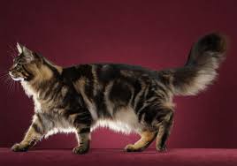 Finding the right maine coon breeder might not always feel like an easy task. Maine Coon Breeders