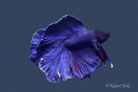 Maybe you would like to learn more about one of these? Ikan Pelaga Cantik Tetapi Garang Myrokan