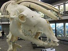 The camel chews the cud but does not have a split hoof; Camel Wikipedia