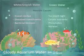 What Causes Cloudy Fish Tank Water And How Do You Clear It Up Fresh Water Fish Tank Saltwater Fish Tanks Saltwater Aquarium Fish