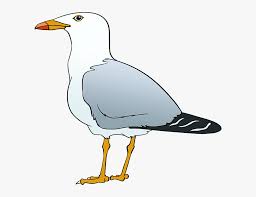 Download high quality seagull clip art from our collection of 65,000,000 clip art graphics. How To Draw Seagull Seagull Cartoon Drawing Hd Png Download Kindpng