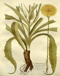 Image result for Pseudopodospermum hispanicum