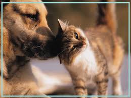 Jun 22, 2021 · pet assistance for low income families massachusetts : Massachusetts Animal Fund Mass Gov