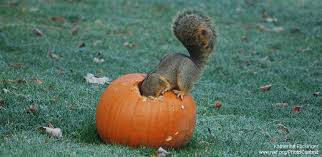 We had some pumpkins sitting on top of the table, and when we walked out we noticed the stems were shorter. How To Recycle Halloween Pumpkins For Wildlife The National Wildlife Federation Blog The National Wildlife Federation Blog