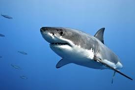 Boucan canot et roches noires. Observation D Un Requin Blanc En Baie De Saint Leu Le Csr N A Pas Ete Saisi Le Quotidien De La Reunion