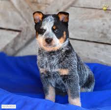 Pic hide this posting restore restore this posting. Blue Heeler Puppies For Sale