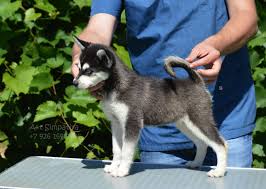 pin na doske alyaskinskij kli kaj mini haski