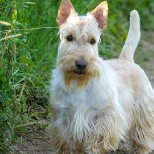 Image result for scottish terrier