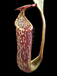 Image result for Aeschynomene leptophylla