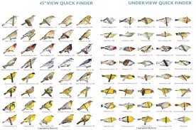 Review Of The Warbler Guide Stephenson And Whittle