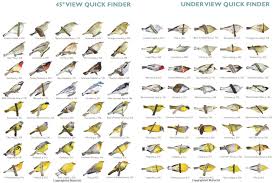 review of the warbler guide stephenson and whittle