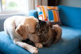 Evde Mutlu Olmak Isteyenlere Bilimden 9 Sir Kedi Kopek Evcil Hayvanlar Cok Sirin Hayvanlar