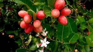 Image result for Carissa