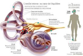 Vertiges Mieux Comprendre Pour Mieux Traiter Vertige Anatomie Humaine Organes Bienfaits Du Massage