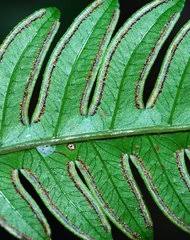 Image result for Pteris auquieri