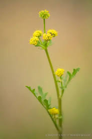 Image result for Justicia tenella