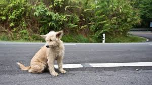 Santa clara county animal shelter. Santa Clara County On Twitter The County And Cityofgilroy Are Partnering In A New Agreement That Ensures All Gilroy Residents Can Deliver Lost Domestic Animals To The San Martin Based County Animal