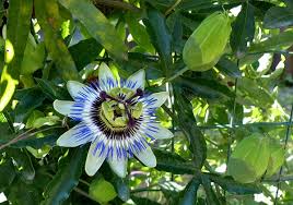 Maybe you would like to learn more about one of these? Frutto Della Passione Esposizione E Sviluppo Pollicegreen