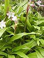 Image result for Crinum subcernuum