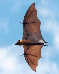 Bat wings are actually very large hands. Each wing has a thumb and four  fingers. You can see the thumb protruding the wing. : r/Damnthatsinteresting