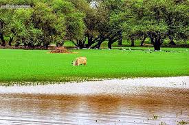 north kordofan شمال كردفان السودان by bakry alahmer sudan kordofan kurdufan