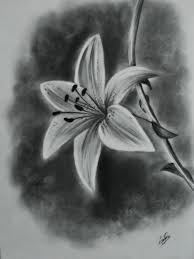 Black And White Pencil Drawings Of Flowers 45 Beautiful Flower Drawings And Realistic Color Pencil Drawings Beautiful Flower Drawings Realistic Flower Drawing Flower Drawing