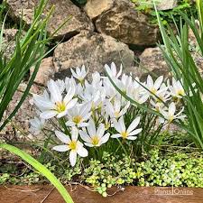 Image result for Zephyranthes candida