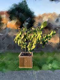 Tree care professionals call this the scratch test. if the bark underneath is green, your tree is still alive. I Replanted My Fig Tree And Now I Believe It Is In Transplant Shock