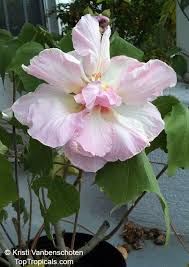 Image result for Hibiscus mutabilis