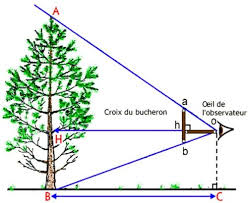 La Croix Du Bucheron Pour Mesurer La Hauteur D Un Arbre Bucheron Arbre Croix
