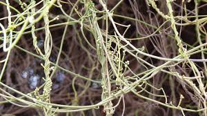 Image result for Cassytha filiformis