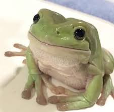 His Smile In 2020 Pet Frogs Frog Cute Frogs