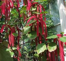 Image result for Acalypha polymorpha