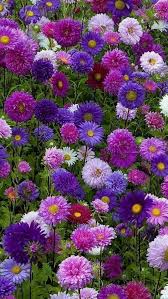 Pin Op Blumen