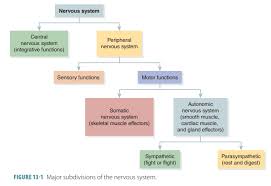 Image result for Peripheral Nervous System