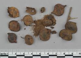 Image result for Acacia nilotica