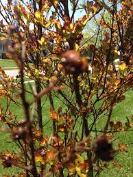 Flowerbuds on purple flowered crepe myrtle in june (north carolina). Crepe Myrtle Dying 452818 Ask Extension