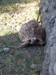 Naivasha, kenia, już od 79 zł/dzień. Pantherschildkrote Am Lake Naivasha Kenia Villa Amanda Der Schildkroten Blog