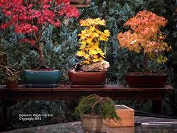Pin On Japanese Maples