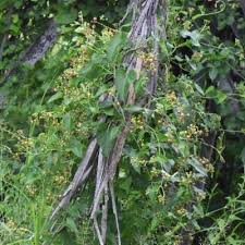 Image result for Pentarrhinum insipidum