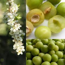 Your plum production stock images are ready. Green Gage Plum Tree From Paradise Nursery Potted And Bareroots