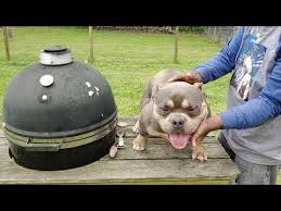 Visit us now to find your dog. Micro Mini Bully Puppies For Sale Sold Youtube