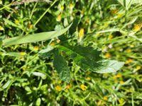 Image result for Cucumis ficifolius