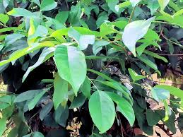 Odavad lennud marsruudil deep bay malay. Forum Daun Salam Leaves