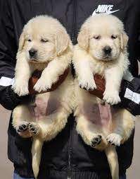 Join millions of people using oodle to find puppies for adoption, dog and puppy listings, and other pets adoption. Best Labrador Golden Retriever Beagle Puppies For Sale In Bangalore